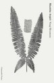 Naag Mountain : New Poems