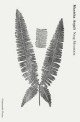 Naag Mountain : New Poems